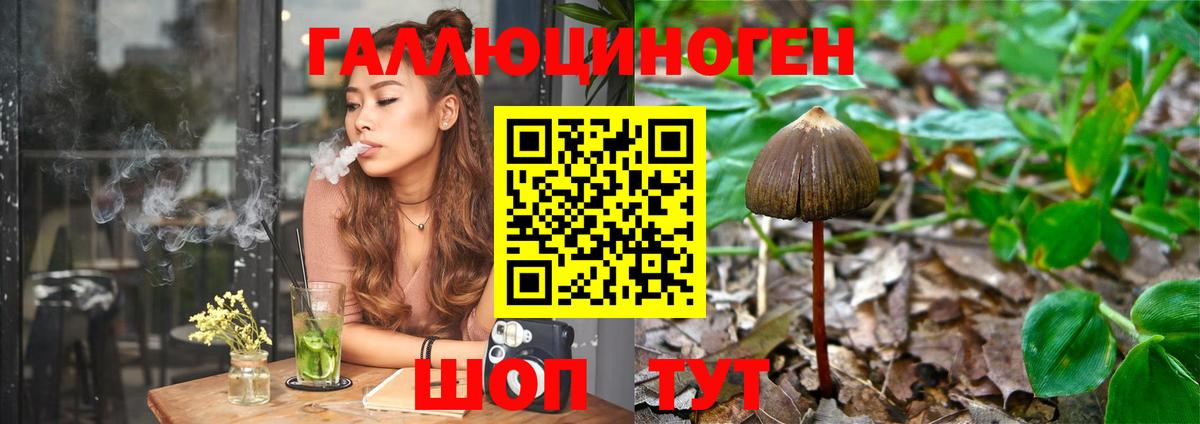Галлюциногенные грибы Psilocybe Кандалакша